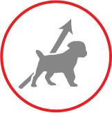 Правильный продукт на каждом этапе жизни от Royal Canin Medium Puppy Wet Royal Canin Medium Puppy Wet Pouches влажный корм на каждом этапе жизни щенка